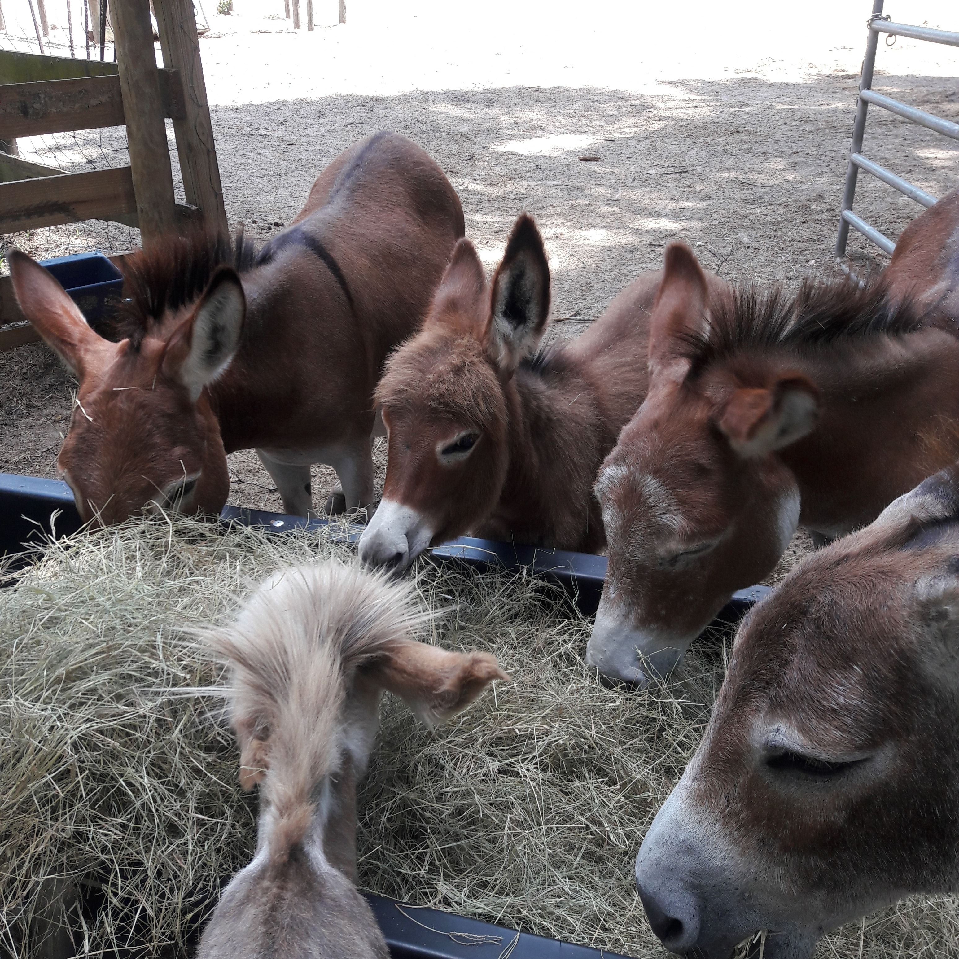 Miniature donkeys on the ranch